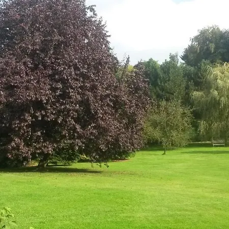 Catalpa